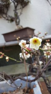 どんな環境でも力強く！(2017.1.15)