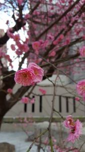 小さな春！見っけぇ！(2017.2.14)