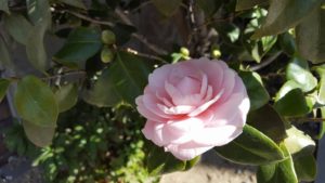 花が咲くには時間がかかる(2017.2.5)